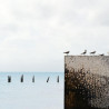 Img #1
