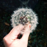Img #1
