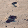 Img #1