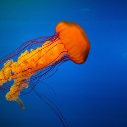Img #1