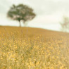 Img #1
