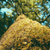 Img #1