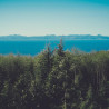 Img #1