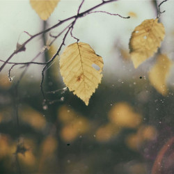 Img #1