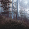 Img #1