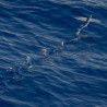 Img #1