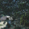 Img #1