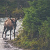 Img #2